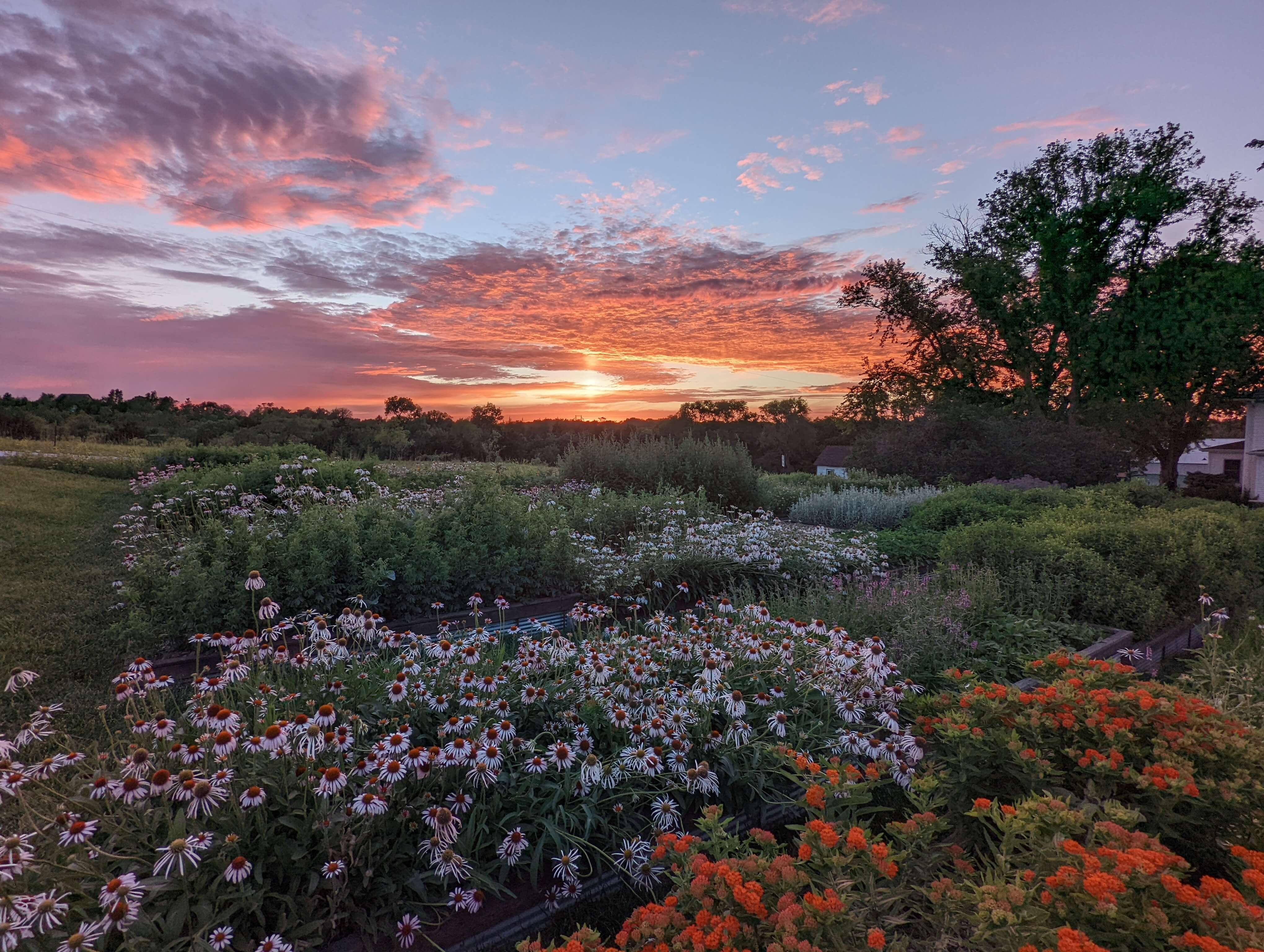 Scenic sunset with trees and flowers at Curious Roots Herb Farm