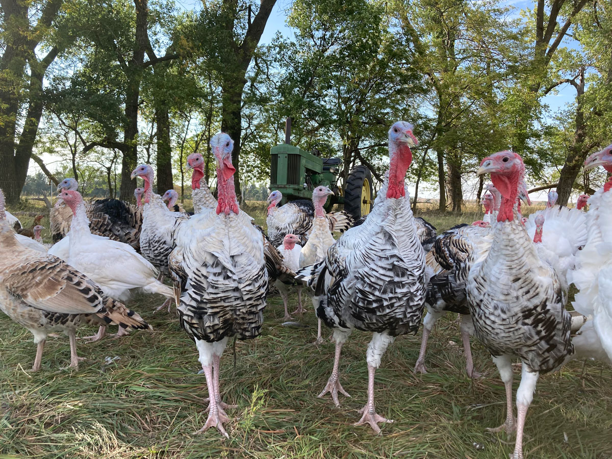 A group of Nebraska Heritage Turkeys under the shade of some trees