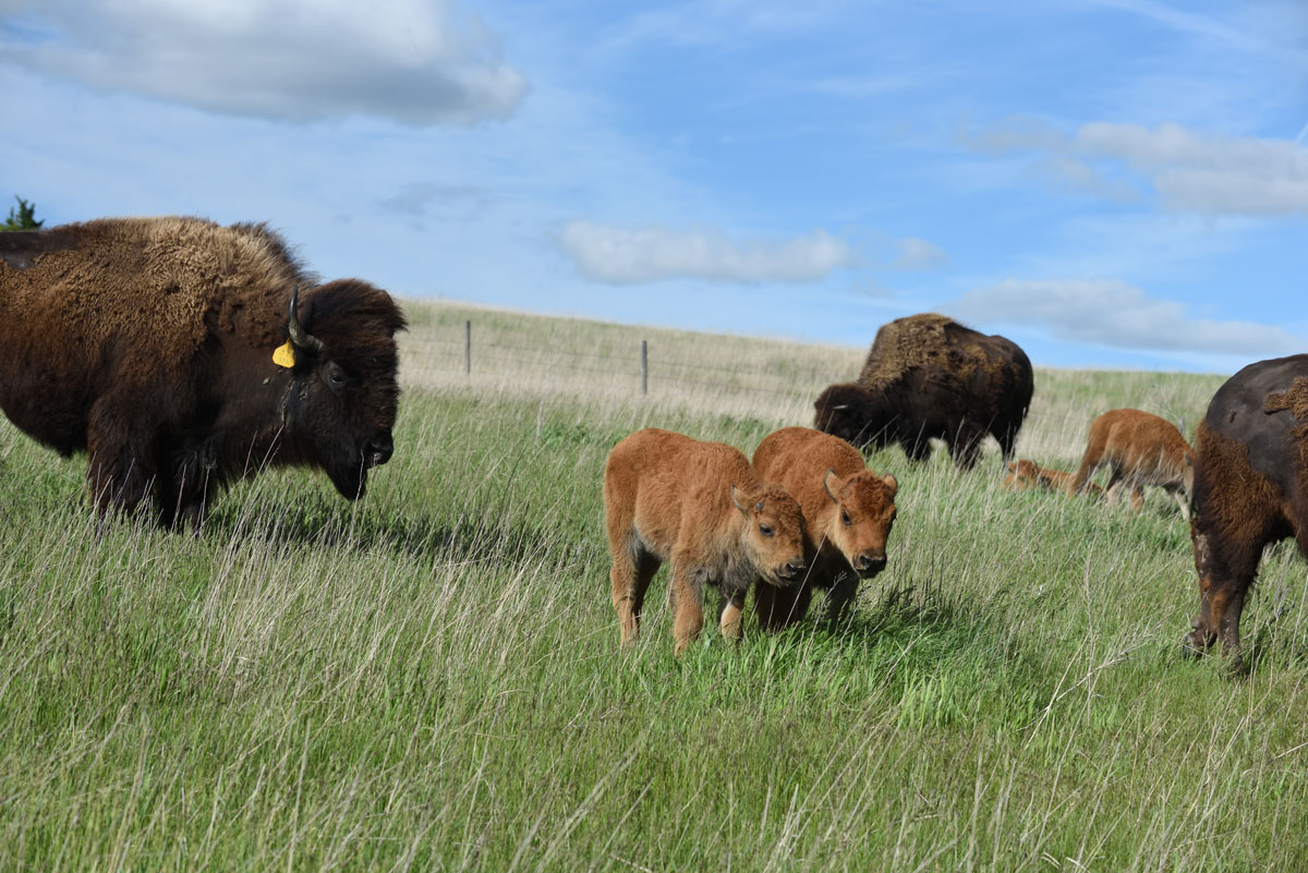 Bison calves and adult bison in a pasture.