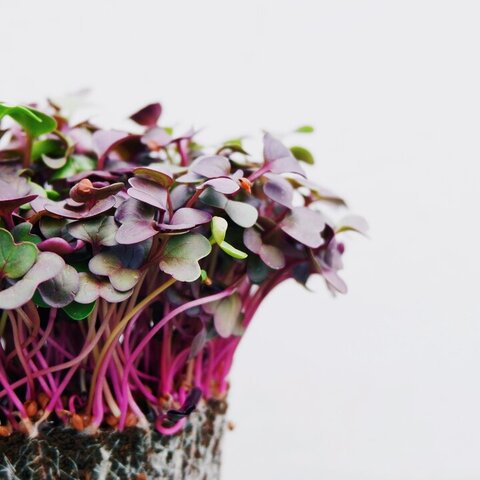 Potato and Radish Microgreen Salad